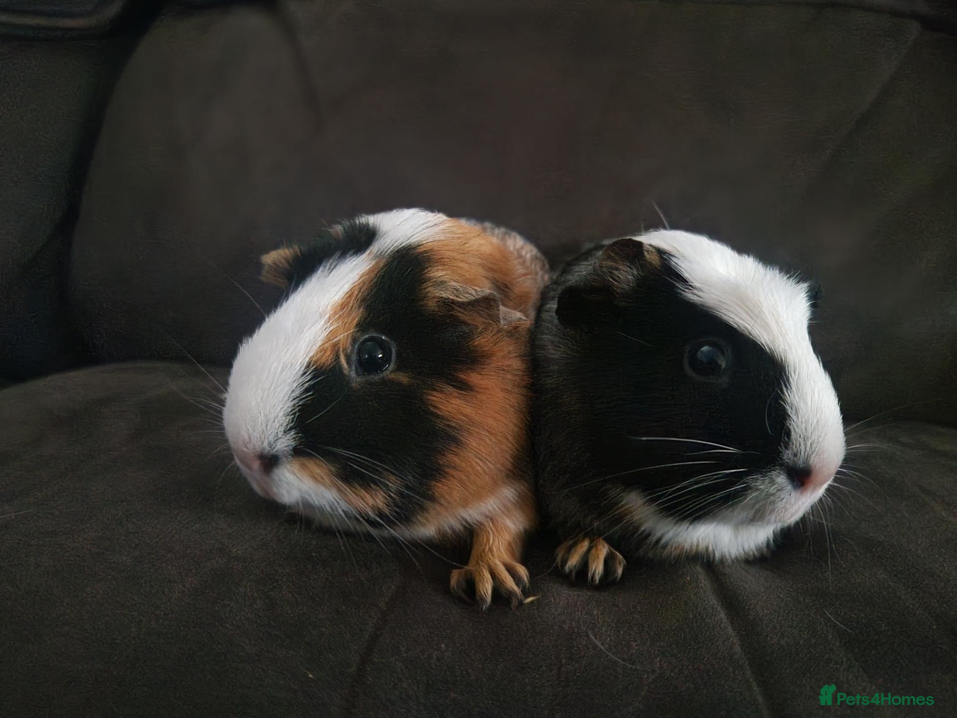 Guinea Pig rodents A pair of female guinea pigs - Advert 1