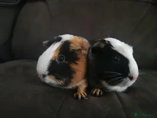 Guinea Pig rodents A pair of female guinea pigs - Advert 6