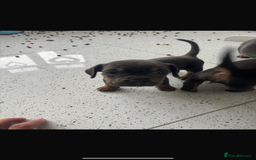 Mixed Breed dogs for sale: French wieners  - Image 5