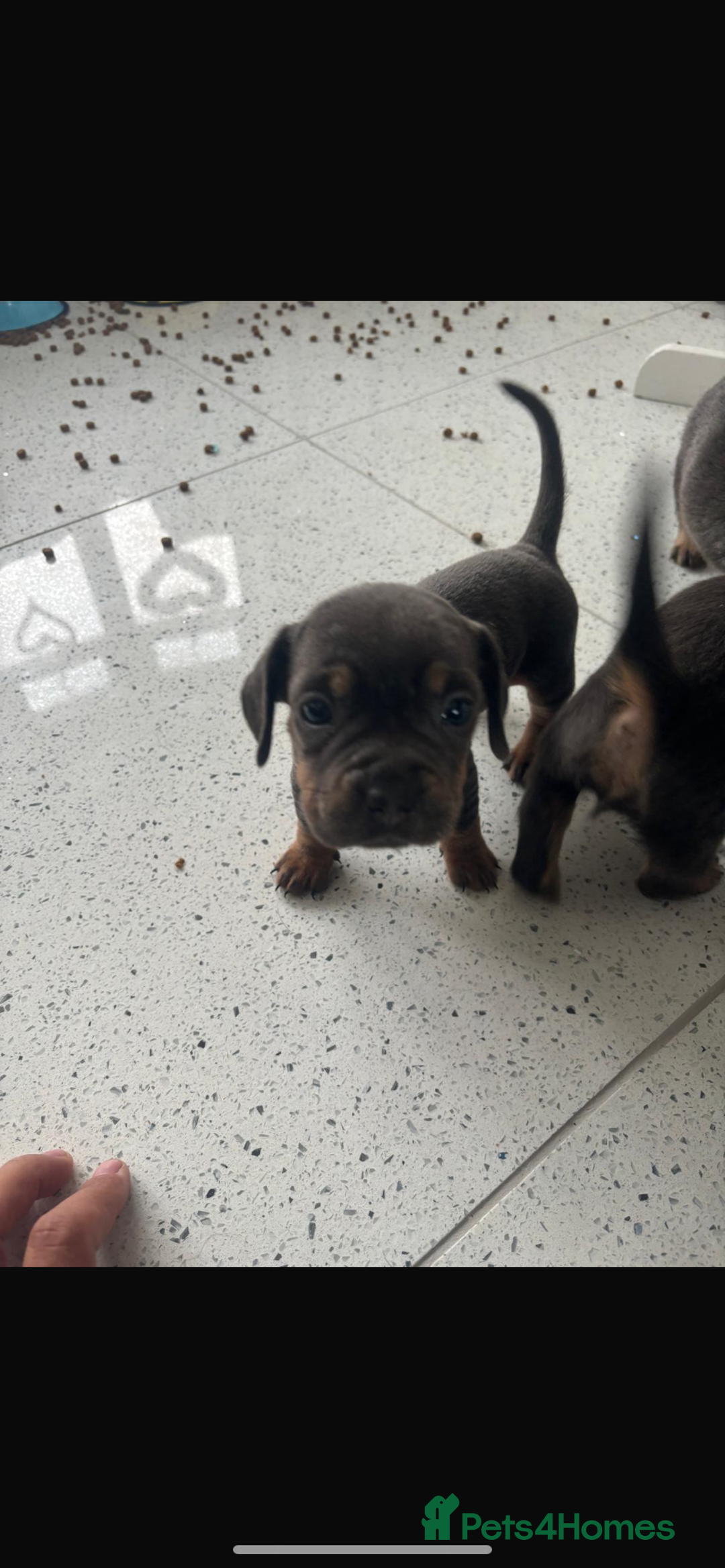 Mixed Breed dogs for sale: French wieners  - Image 5