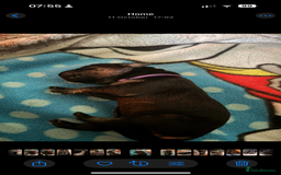 Goldador dogs for sale: Stunning Black Lab/Golden Retriever Puppies - Advert 4