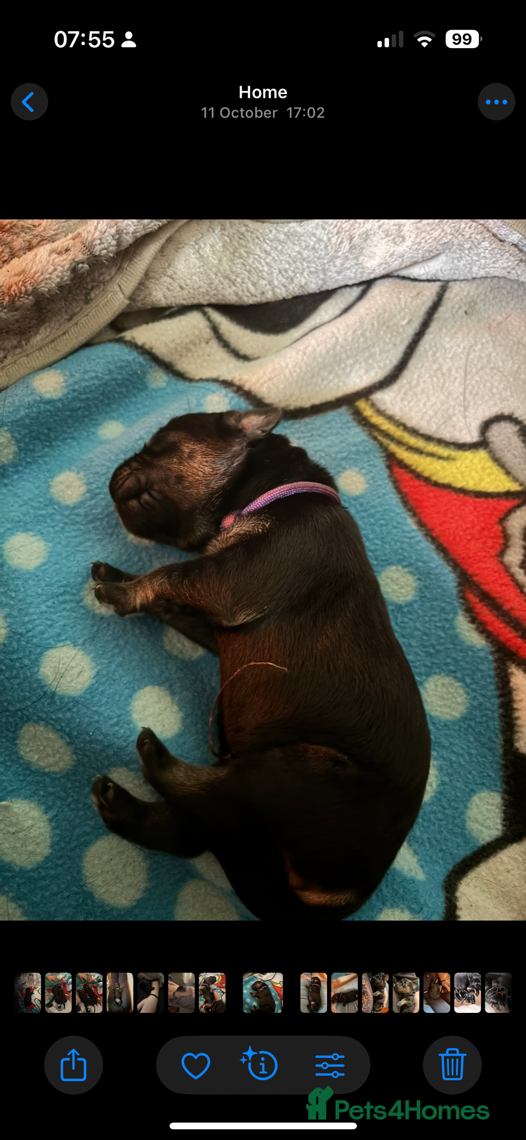 Goldador dogs for sale: Stunning Black Lab/Golden Retriever Puppies - Advert 4