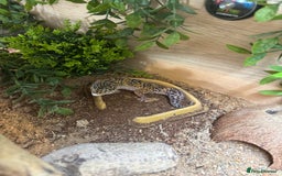 Leopard Gecko reptiles for sale: Leopard gecko with enclosure  - Image 4