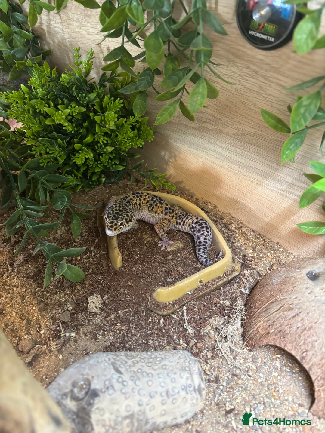 Leopard Gecko reptiles for sale: Leopard gecko with enclosure  - Image 4