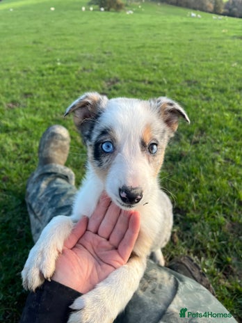 Border Collie dogs 🌟READY NOW🌟 - Advert 6