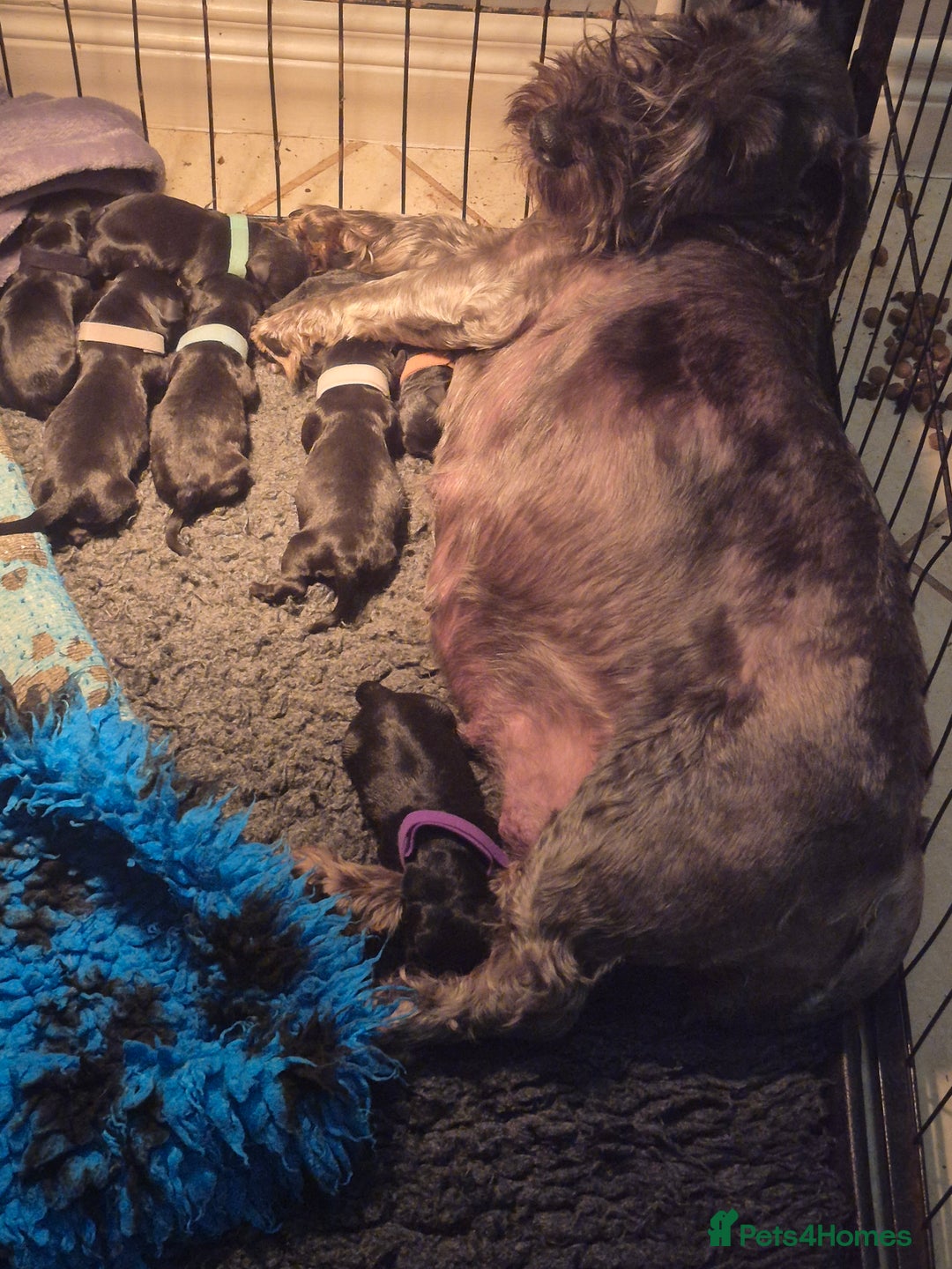 Cesky Terrier dogs for sale: CESKY TERRIER PUPPIES. advance notice - Advert 24