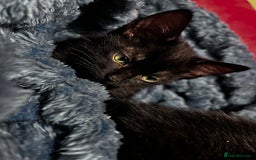 American Shorthair cats for sale: Cute 4 little females ready to go to new home - Image 4