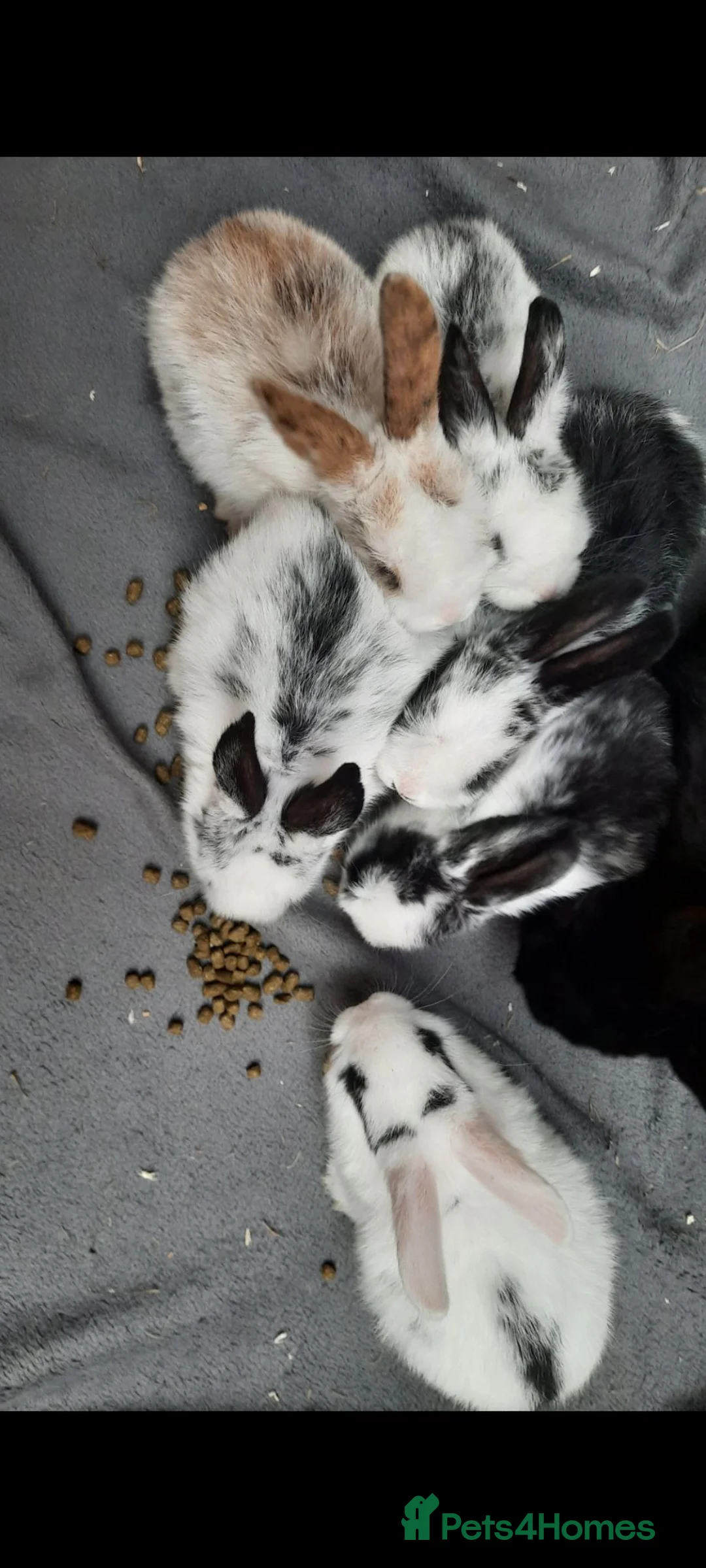 Mixed Breed rabbits for sale: Rabbits/Bunnies for adoption  in London - Advert 12