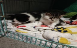 Mixed Breed cats for sale: Hand reared orphaned kittens  - Image 1