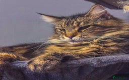 Maine Coon cats for sale: Adult mainecoon female 5 years old needs new home  - Image 2