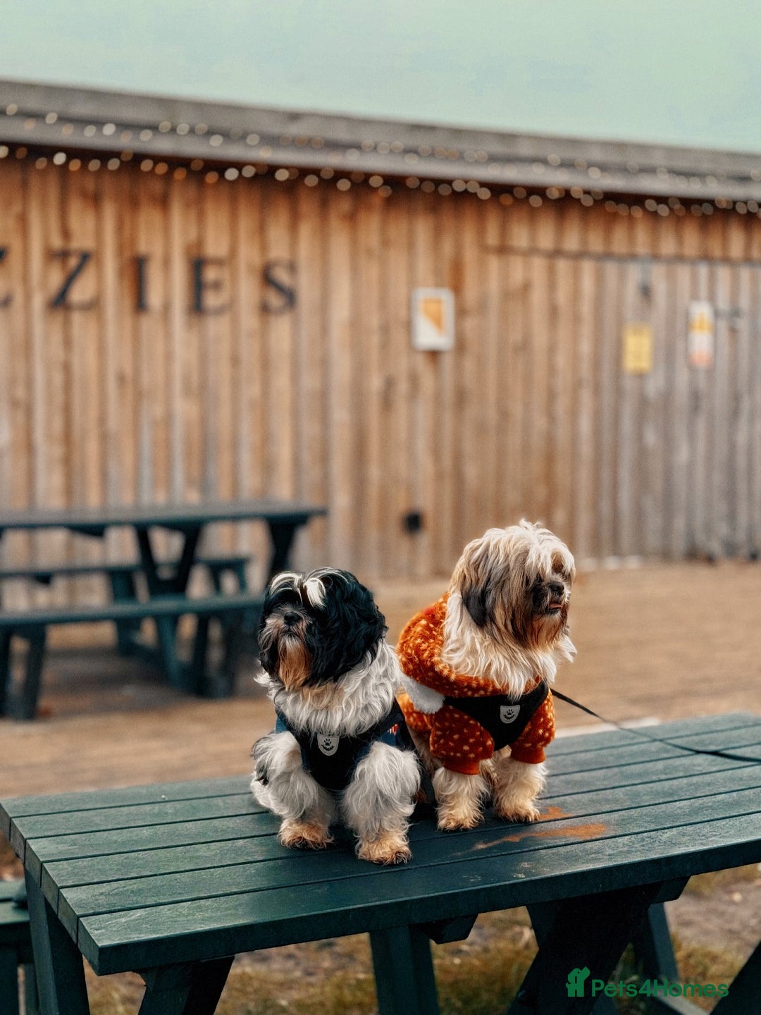 Shih Tzu dogs for sale: Shih Tzu Puppies – Vaccinated & Ready 30 Dec - Advert 1