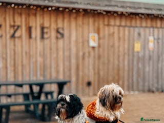 Shih Tzu dogs Shih Tzu Puppies – Vaccinated & Ready 30 Dec - Advert 2