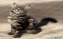 Maine Coon cats for sale: Pure blood Beautiful Maine coon kittens  - Image 2