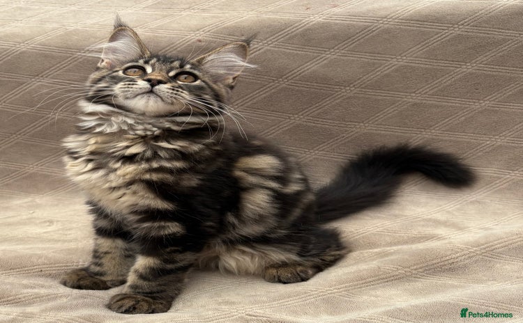 Maine Coon cats - Advert 4