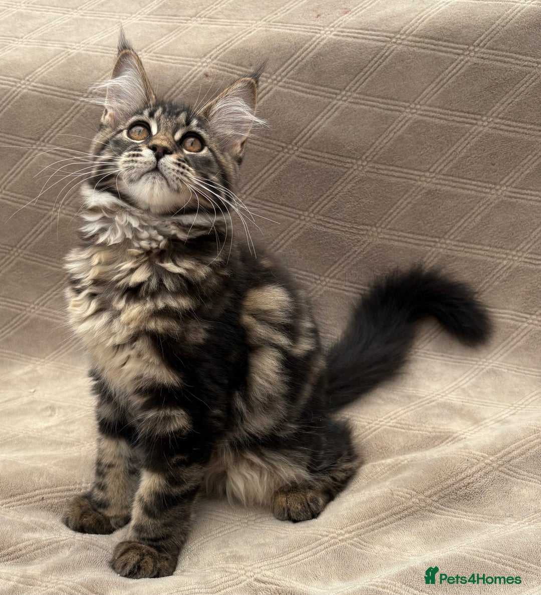 Maine Coon cats for sale: Pure blood Beautiful Maine coon kittens  - Image 2