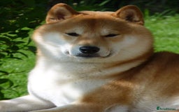 Japanese Shiba Inu dogs for stud: Health tested, KC Registered, Proven Stud - Image 16