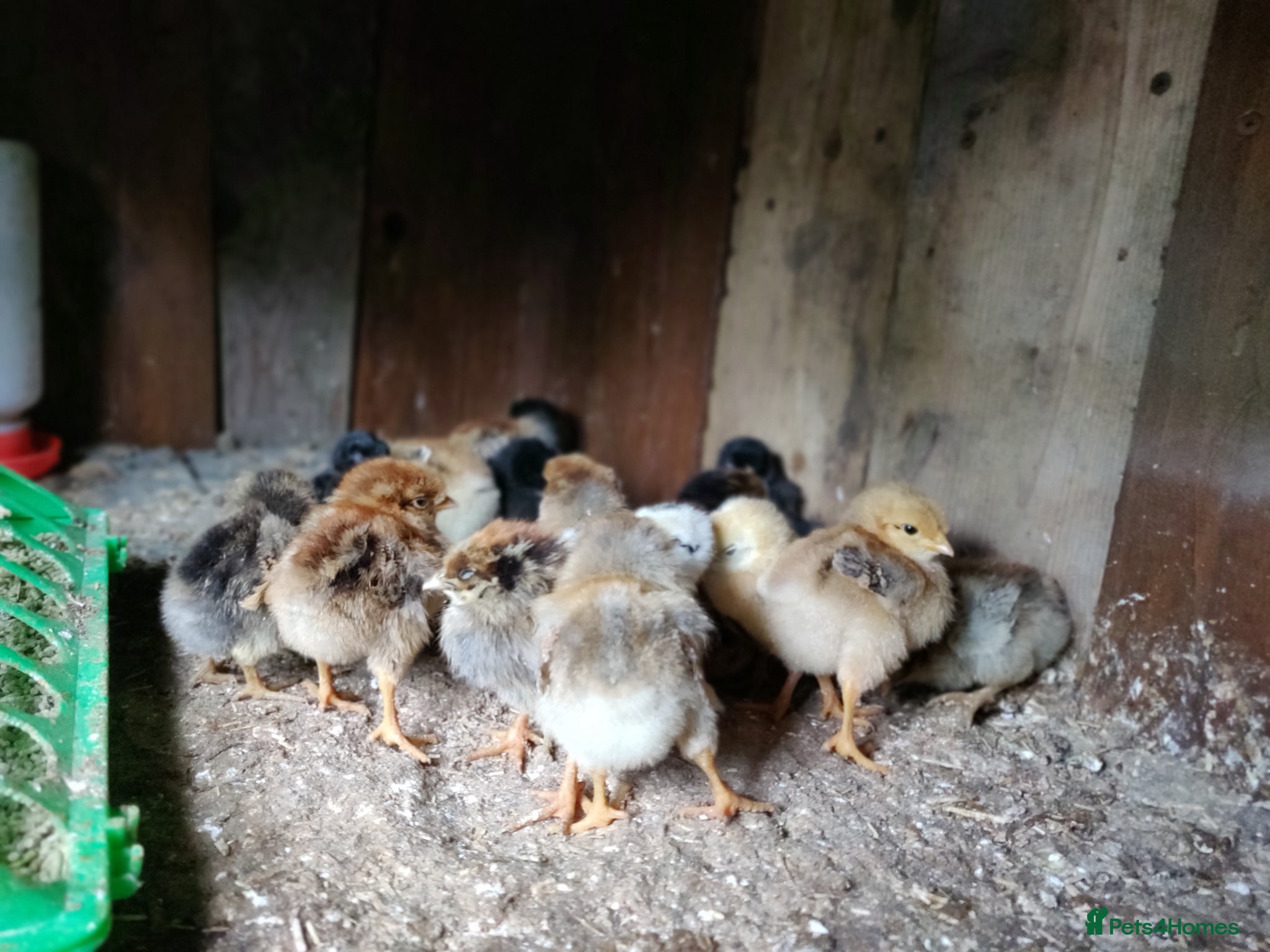 Chickens poultry Newborn baby chicks for sale in London  - Advert 1