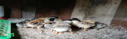 Chickens poultry for sale: Newborn baby chicks for sale in London  - Advert 18