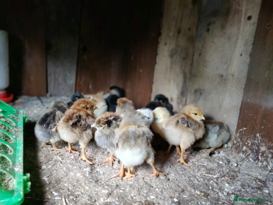 Chickens poultry for sale: Newborn baby chicks for sale in London  - Advert 1