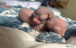 Sphynx cats for sale: Sphynx kittens  - Image 1