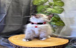 Ragdoll cats for sale: 💎 Purebred Ragdoll kittens-Champion Bloodlines 💎 - Image 24