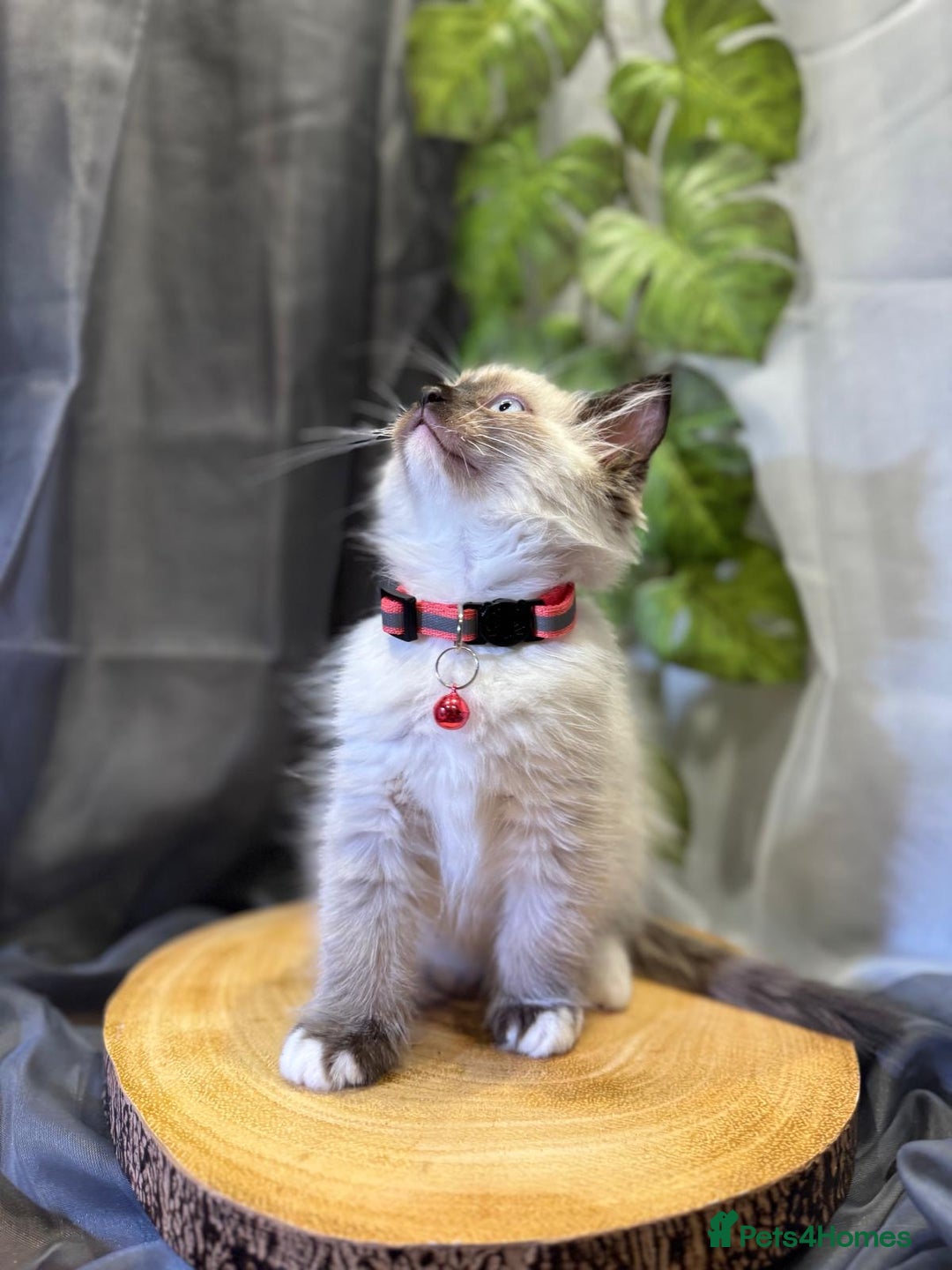 Ragdoll cats for sale: 💎 Purebred Ragdoll kittens-Champion Bloodlines 💎 - Image 24