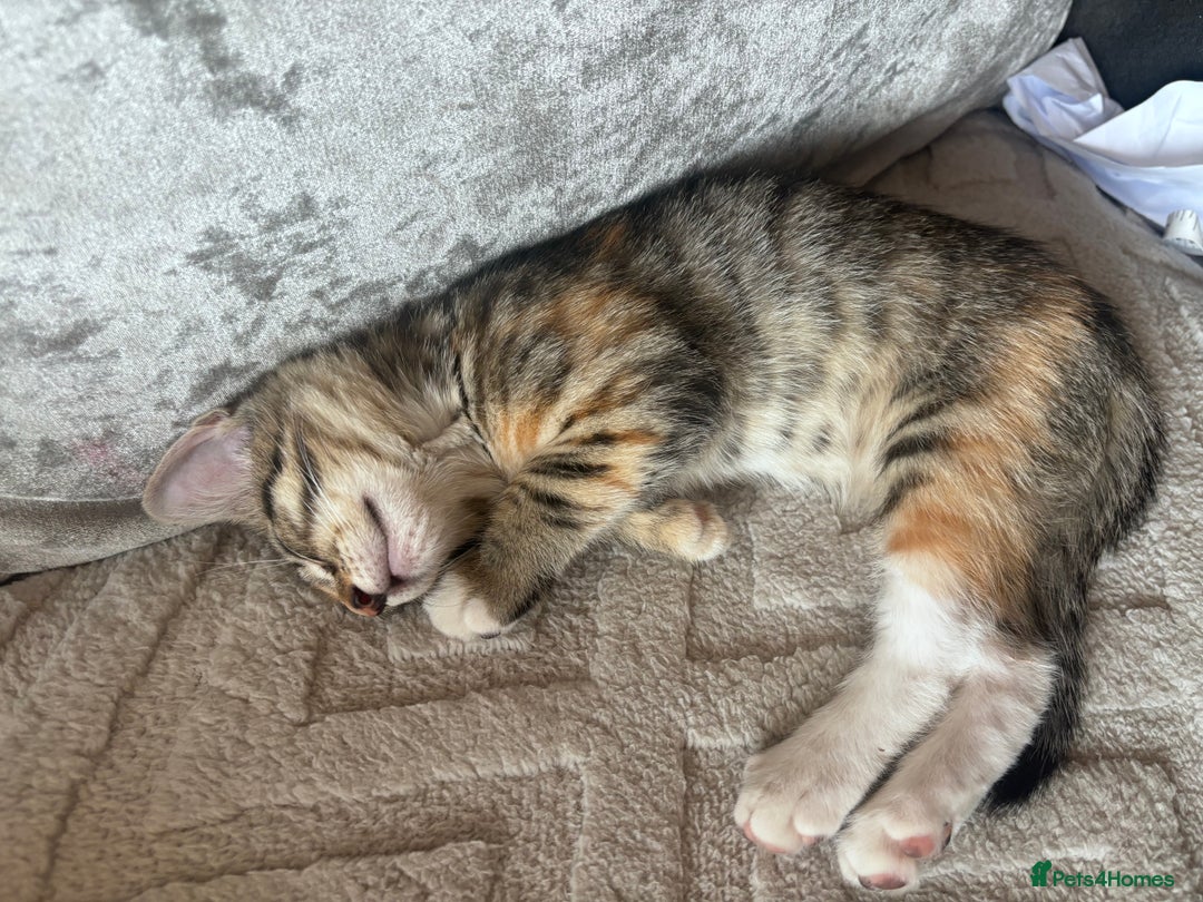Mixed Breed cats for sale: Gorgeous kittens ready now 😍  x2 girls  - Image 8