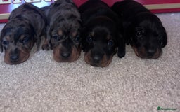 Miniature Dachshund dogs for sale: 4 beautiful minis  - Advert 3