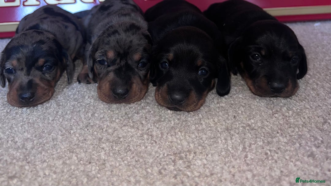 Miniature Dachshund dogs for sale: 4 beautiful minis  - Advert 3