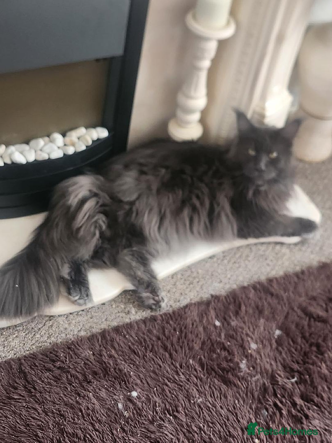 Maine Coon cats for sale: Ginger Stripped Male Maincoon - Image 4