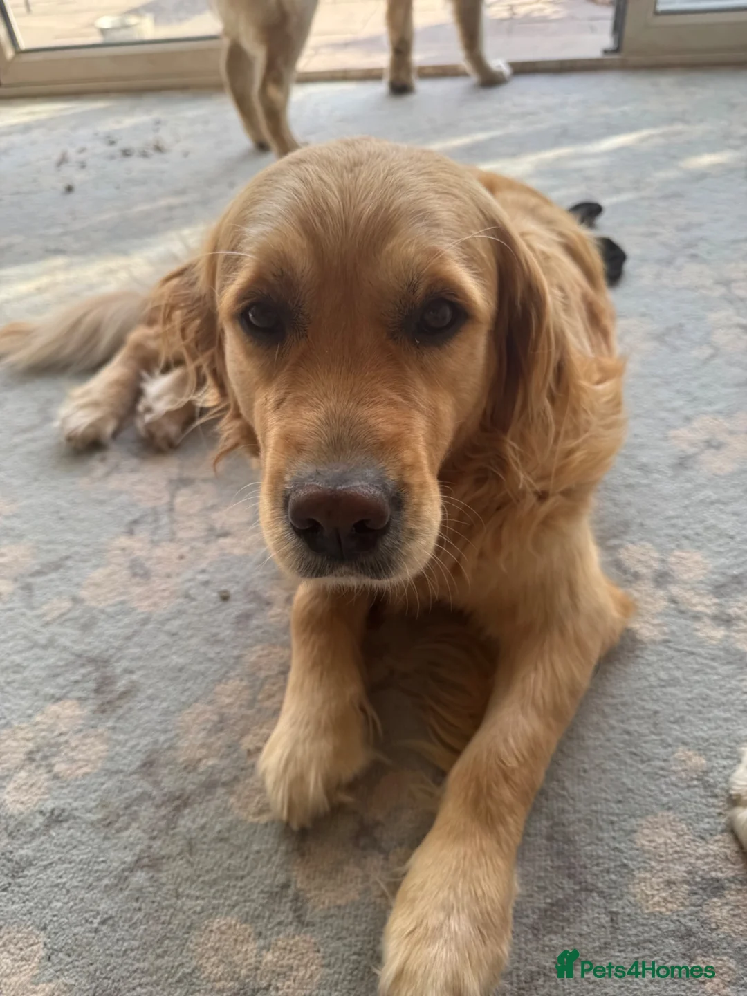 Golden Retriever dogs for sale: Daisy is looking for a new home - Advert 2