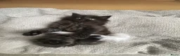 British Longhair cats for sale: Gorgeous baby girl ready NOW for a new home💕 - Advert 9