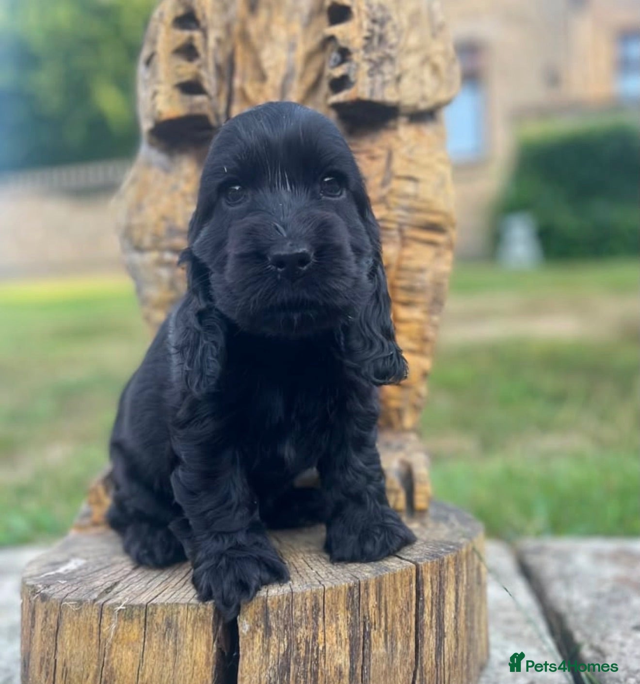 Cocker Spaniel dogs Excellent Quality Black Show Female - Advert 2