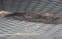 Guinea Pig rodents for sale: 6 baby girl guinea pigs  - Image 1