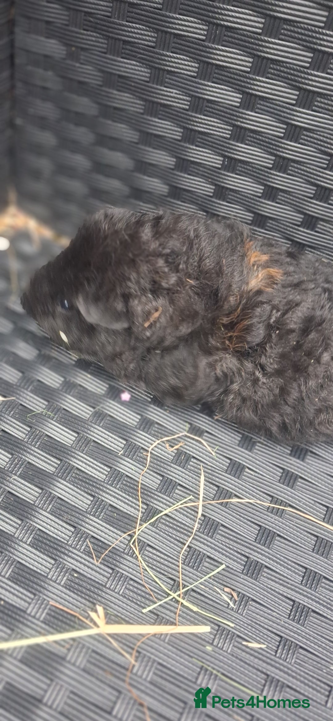 Guinea Pig rodents for sale: 6 baby girl guinea pigs  - Image 1