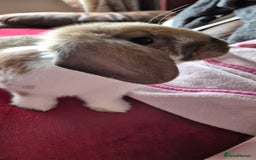 Mini Lop rabbits for sale: Male mini lop - Image 3