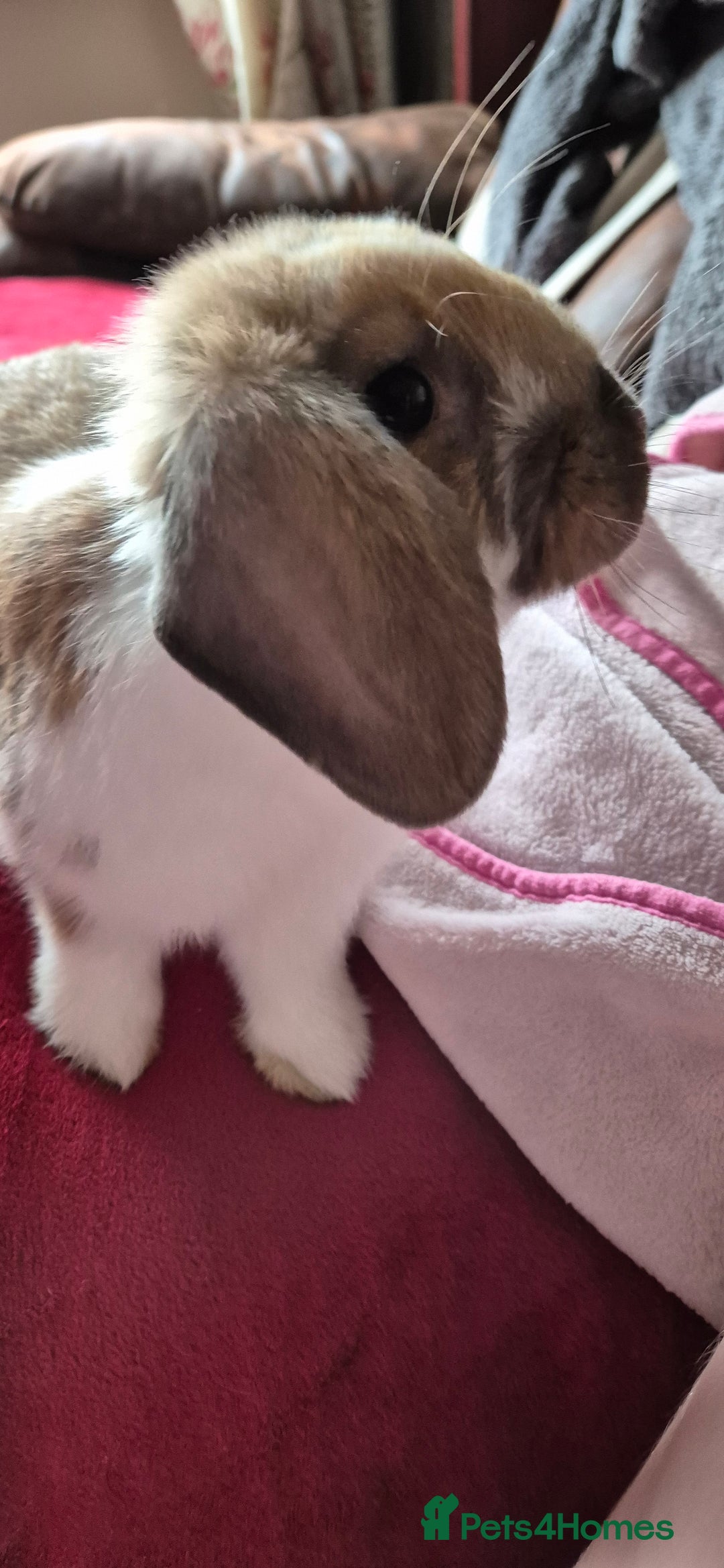 Mini Lop rabbits for sale: Male mini lop - Image 3