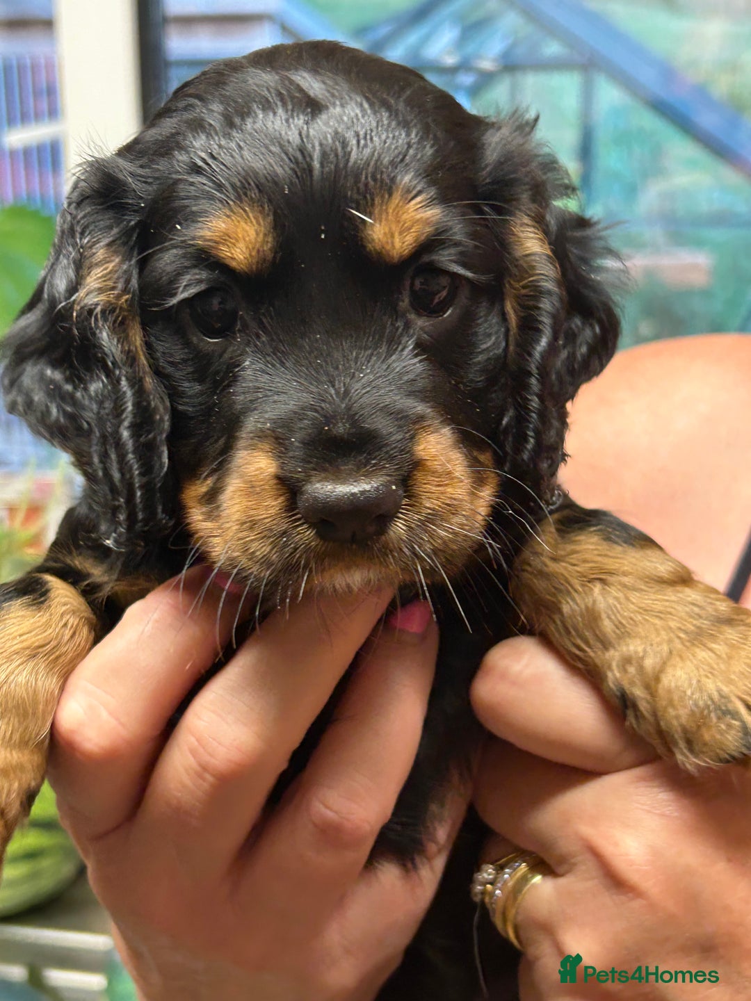 Cocker Spaniel dogs for sale: Working Cocker Spaniels  - Image 8
