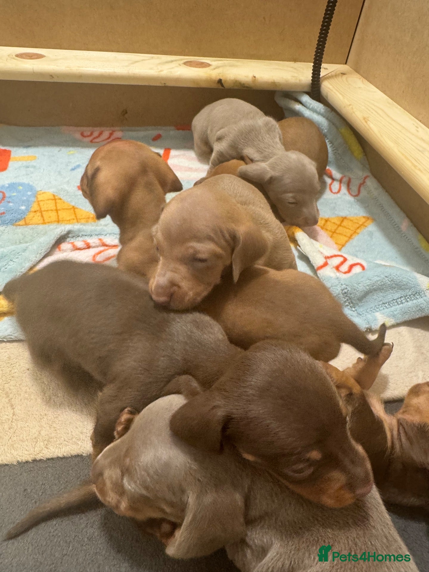 Miniature Dachshund dogs Dachund babies  - Advert 14