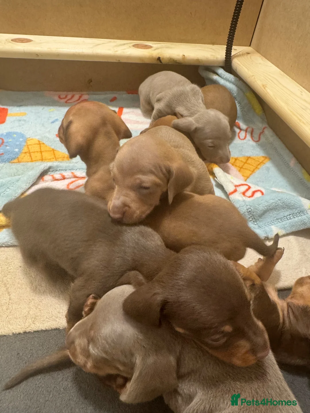Miniature Dachshund dogs for sale: Dachund babies  - Advert 1