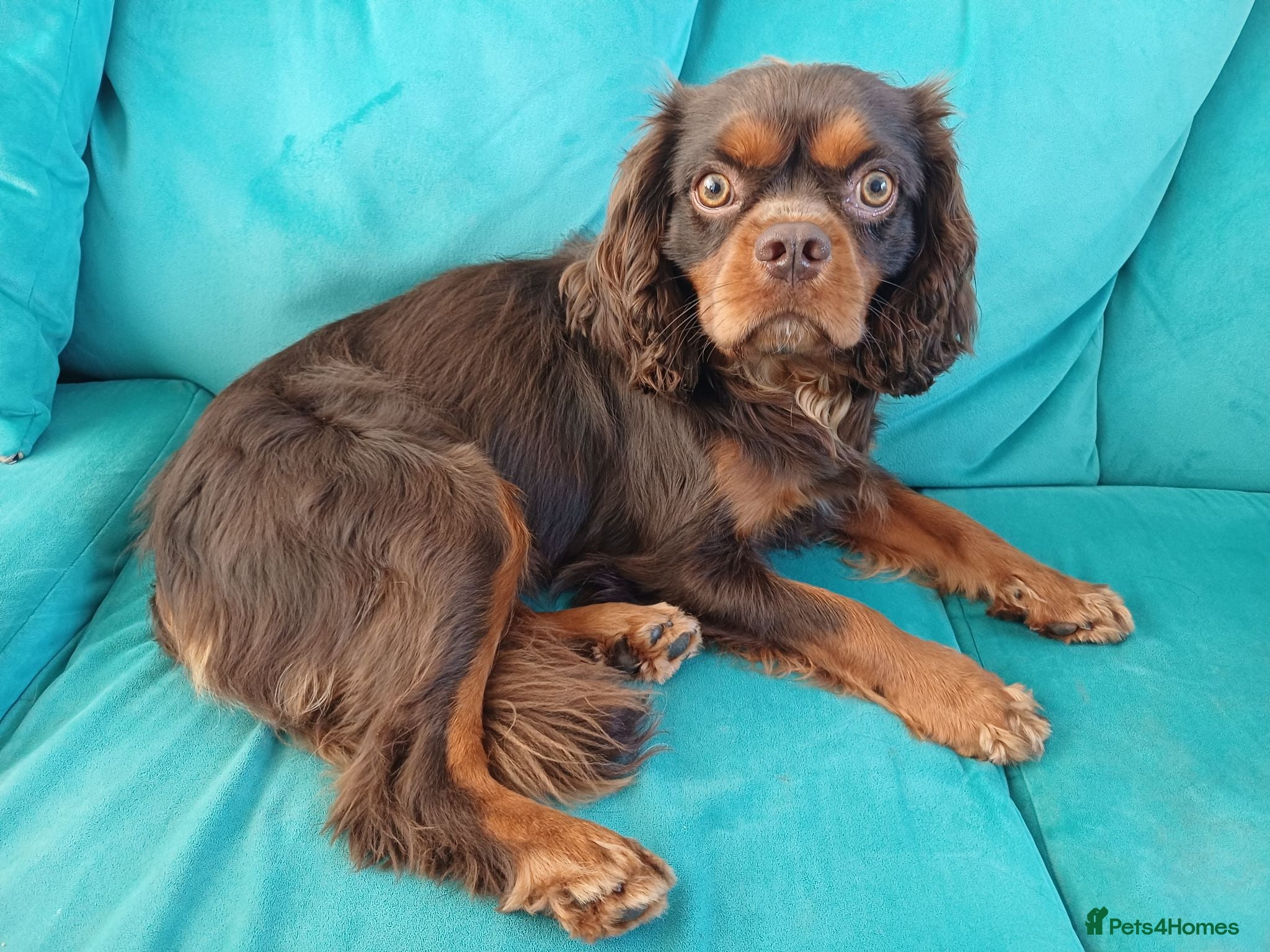 Cavalier King Charles Spaniel dogs KC reg, choc & tan CKC stud - Advert 1