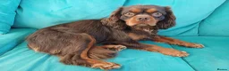 Cavalier King Charles Spaniel dogs for stud: KC reg, choc & tan CKC stud - Advert 1