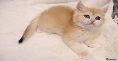 British Shorthair cats Champion bloodlines Stunning BSH male available  - Advert 5
