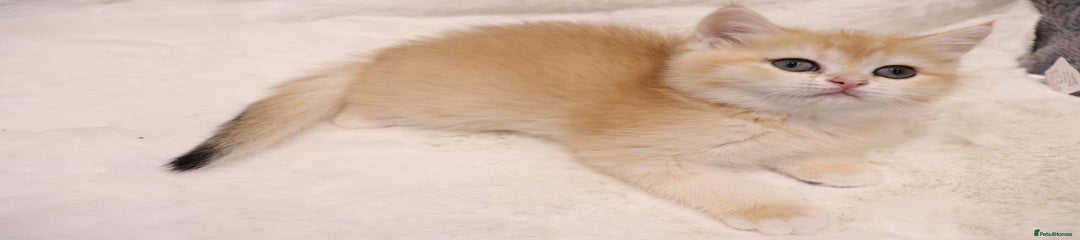 FiFi British Shorthair Kitten 