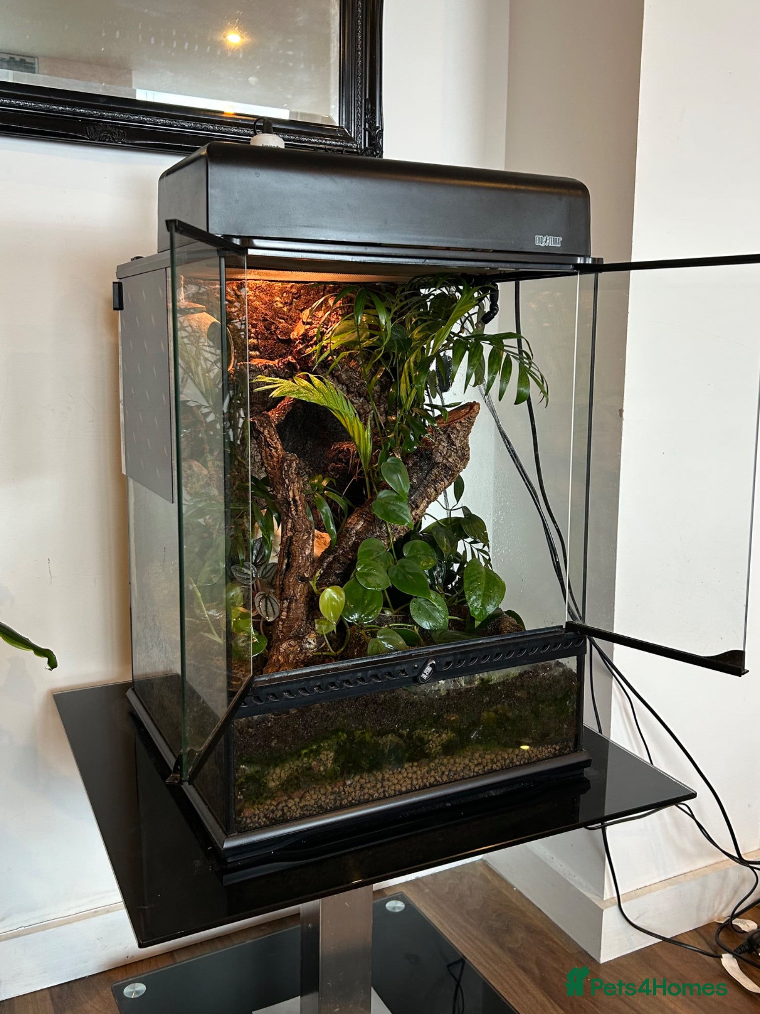 Frog reptiles BIOACTIVE VIVARIUM FOR SALE - Advert 2