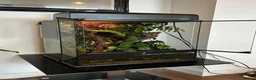 Frog reptiles for sale: BIOACTIVE VIVARIUM FOR SALE - Advert 2