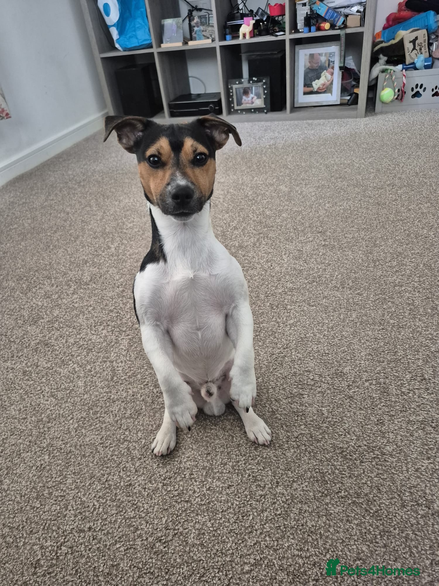 Jack Russell dogs Miniature jack russel  - Advert 1