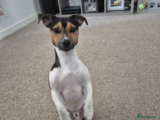 Jack Russell dogs Miniature jack russel - Advert 1