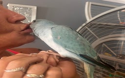 Ringnecks birds for sale: Gorgeous Male HandReared Blue Indian Ringneck £550 - Image 5