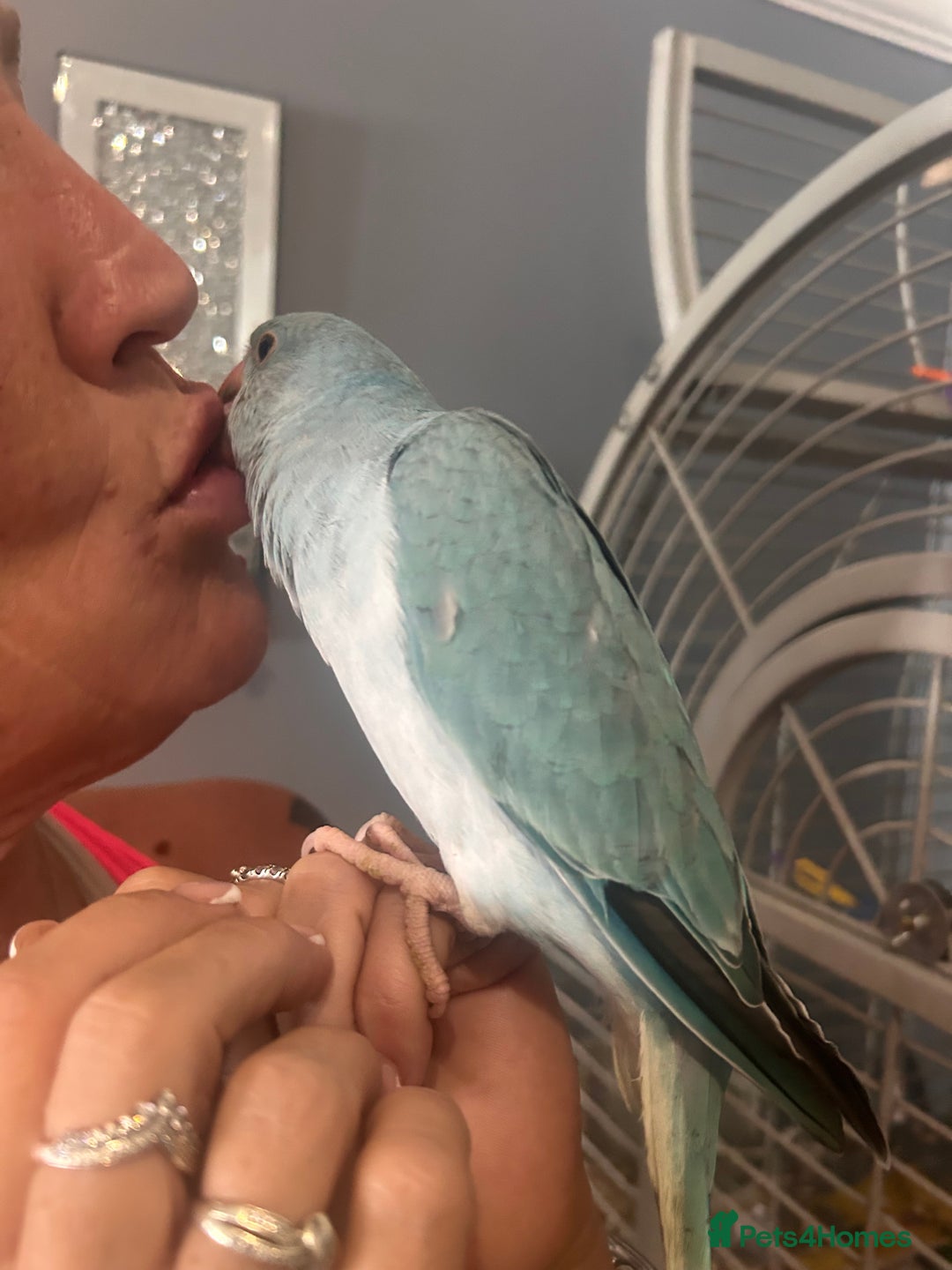 Ringnecks birds for sale: Gorgeous Male HandReared Blue Indian Ringneck £550 - Image 5